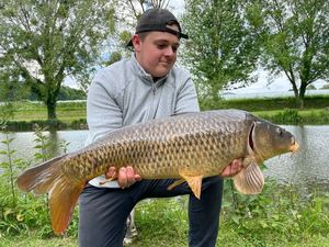 Common Carp