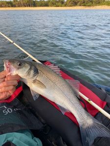 European Bass (Seabass)