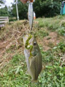 Largemouth Bass