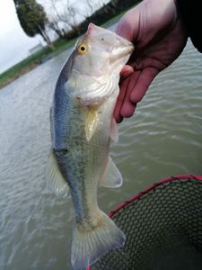 Largemouth Bass