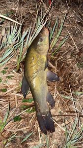 Tench