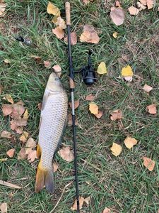 Common Carp