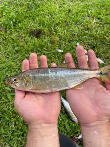 Barred Hogfish