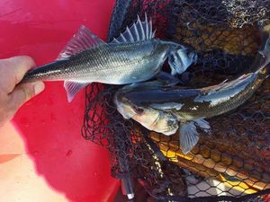 European Bass (Seabass)