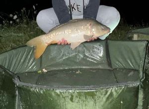 Mirror Carp