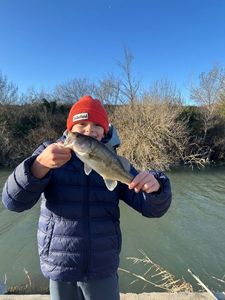 Largemouth Bass