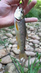 Brown Trout