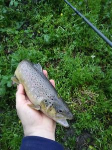 Brown Trout