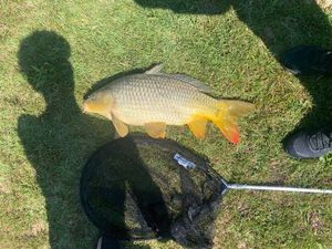 Common Carp