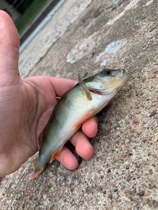 European Perch