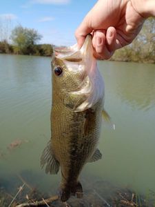 Largemouth Bass