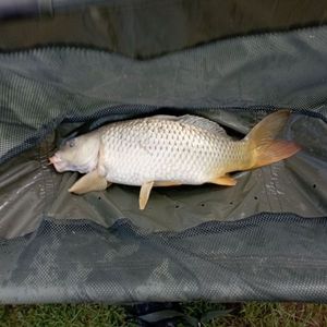 Leather Carp