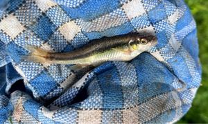 Common Minnow