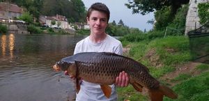 Common Carp