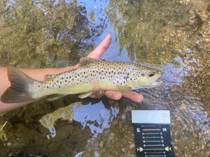 Brown Trout