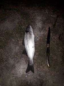 European Bass (Seabass)