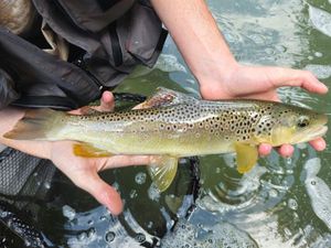 Brown Trout