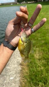 Green Sunfish