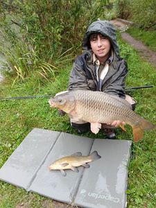 Common Carp