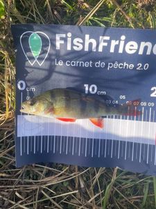 European Perch
