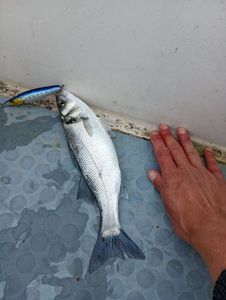 European Bass (Seabass)