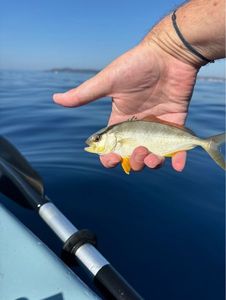 Greater Amberjack