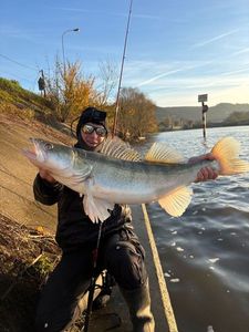 Zander