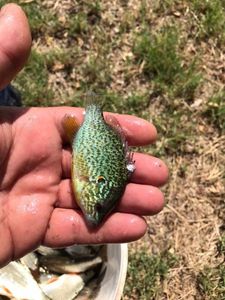 Green Sunfish