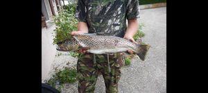 Brown Trout