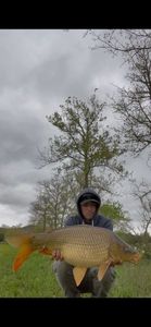 Common Carp