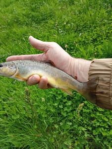 Brown Trout