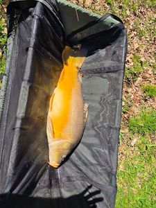 Mirror Carp