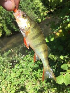 European Perch