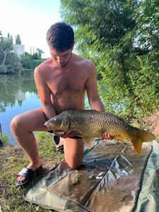 Common Carp