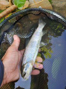 Brown Trout
