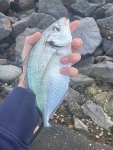 White Trevally (Silvery)