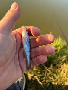 Gudgeon