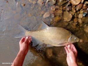 Common Bream