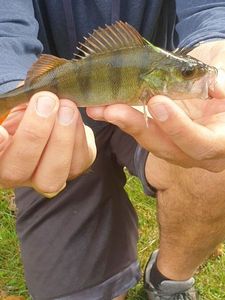 European Perch