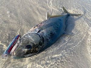 Yellowspoted Trevally