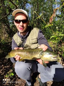 Brown Trout