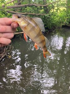 European Perch