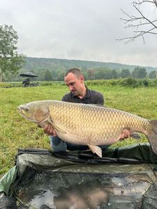 Grass Carp