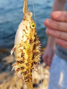 Axillary Wrasse