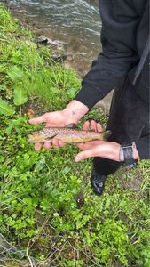 Brown Trout