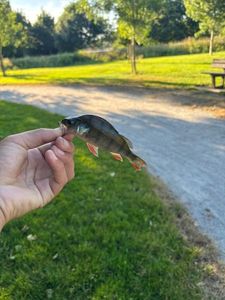 Yellow Perch