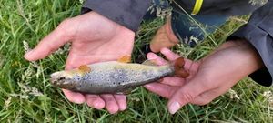 Brown Trout