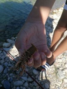 Spinycheek Crayfish