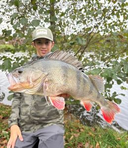 European Perch