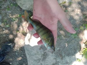 European Perch